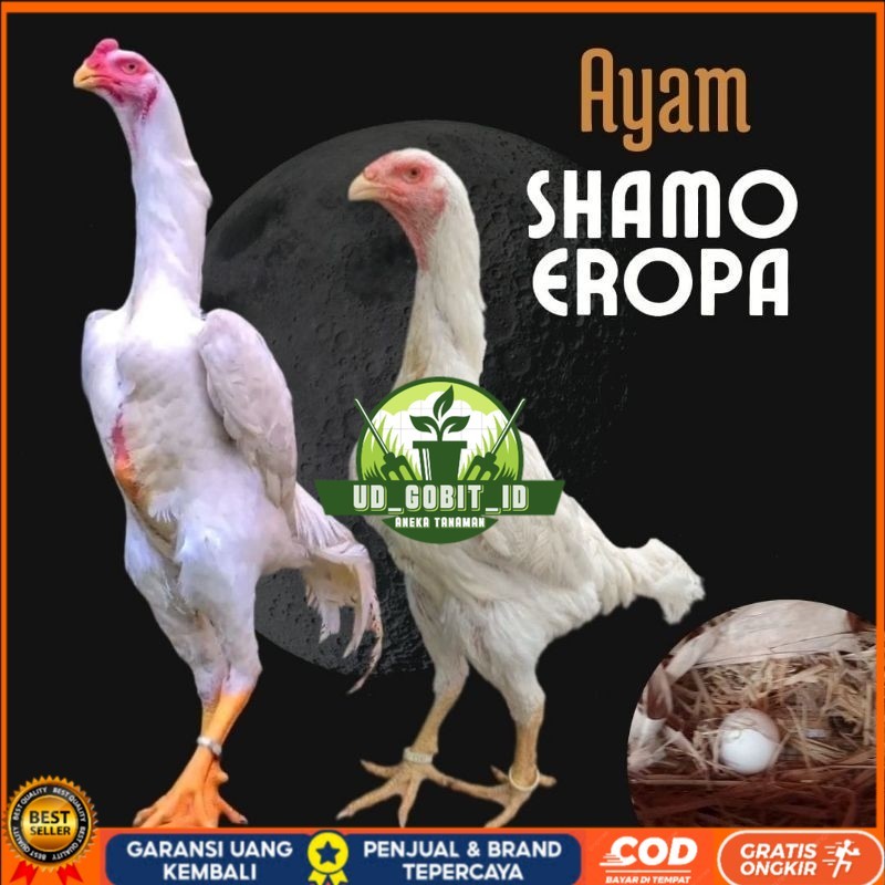 

telur ayam shamo eropa bisa untuk di tetaskan UD_GOBIT_ID