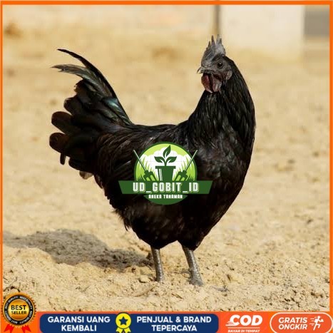 

Telur ayam cemani / telur ayam hias / telur fertil siap kirim UD_GOBIT_ID