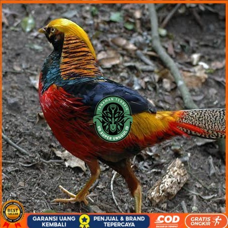 

Telur ayam ringneck golden pheasant telur ayam hias fertil siap cod UD_SUPER_UNGGUL_ID