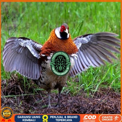 

Telur ayam hias ringneck elliot pheasant fertil siap ditetaskan UD_SUPER_UNGGUL_ID