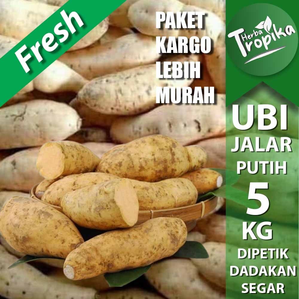 

Paket Kargo Umbi Ubi Jalar Putih 5 kg fresh kualitas unggul toko herba tropika