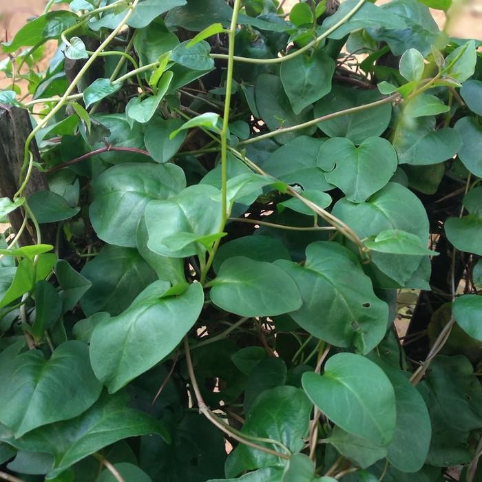 

daun binahong segar gratis bibit binahong