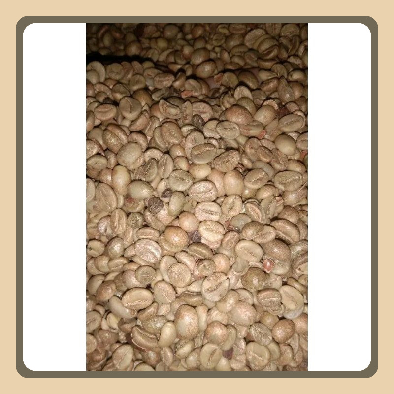 

robusta