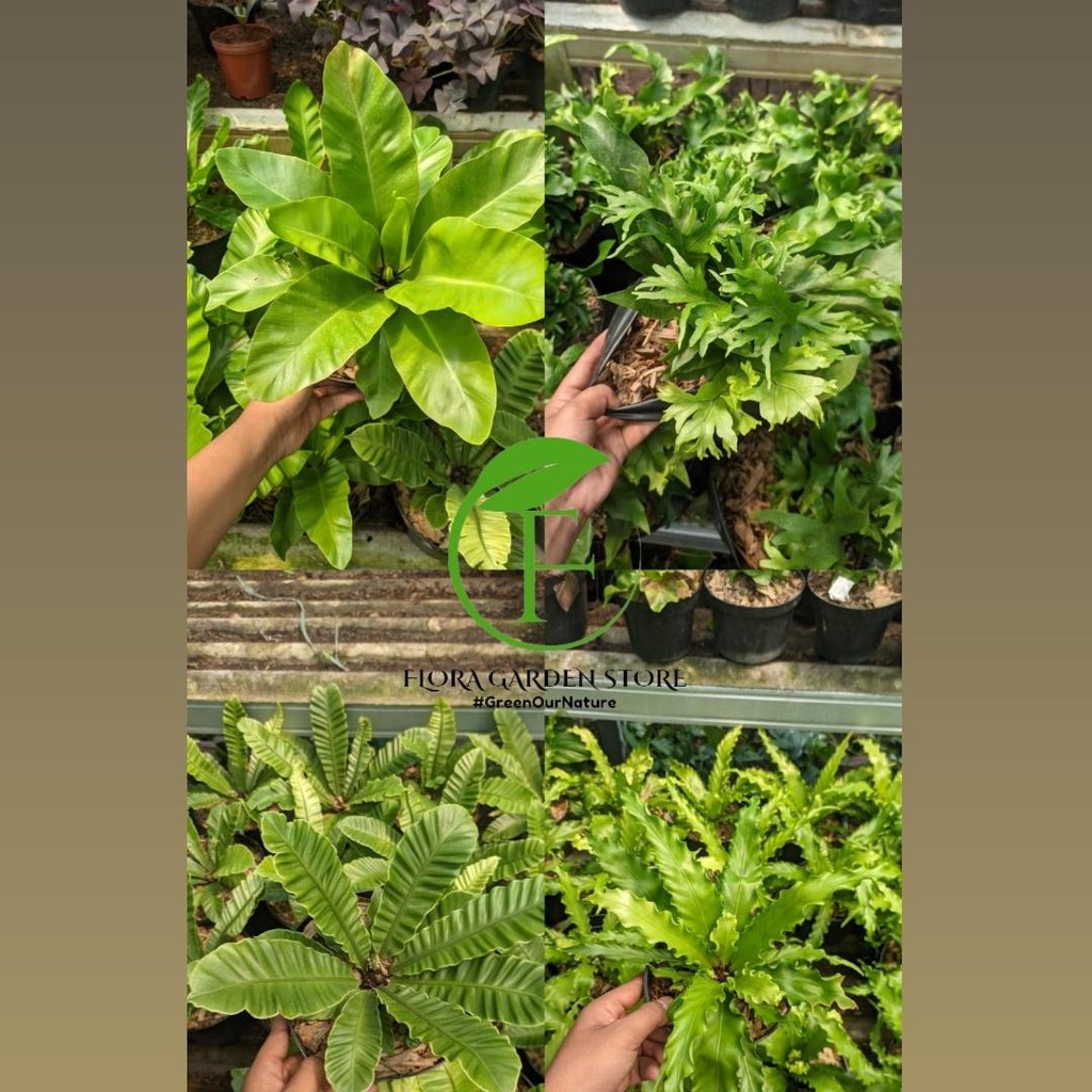 Tanaman Hias Kadaka - Macam Macam Jenis Tanaman Kadaka -