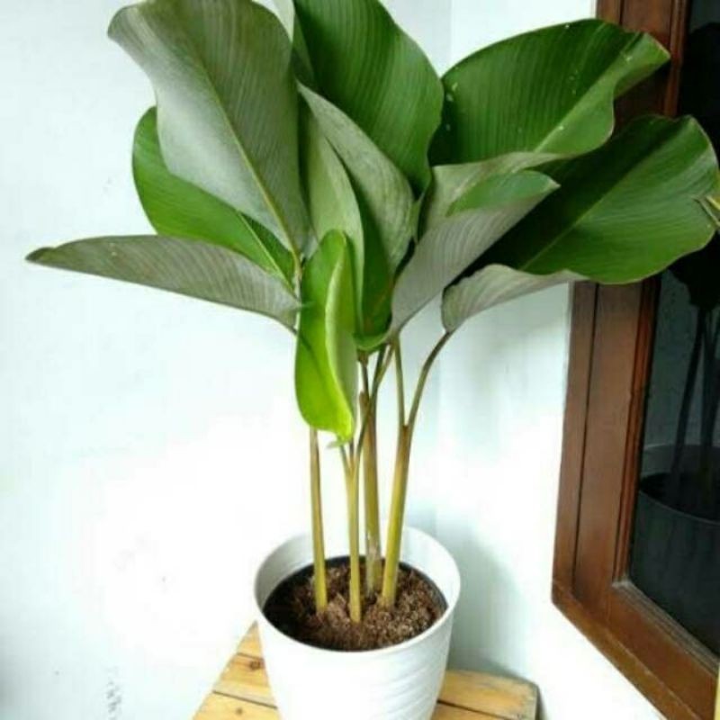 Tanaman Hias Calathea Lutea / Calathea Pisang
