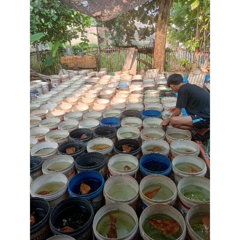 Hobi CUPANG VARIASI GIANT MULTICOLOUR MALE DAN FEMALE GIANT | OBAT BIRU