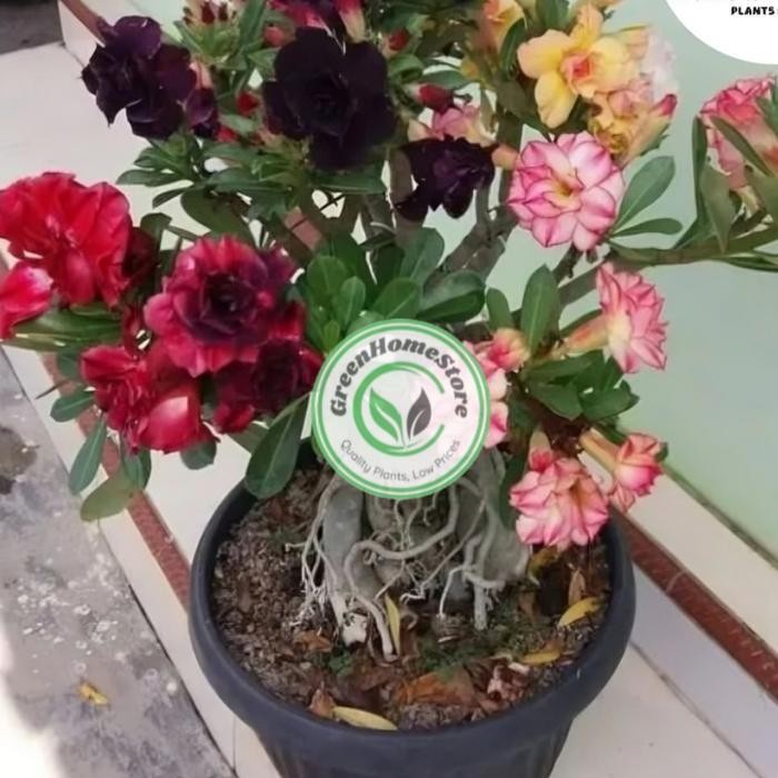 ADENIUM KAMBOJA JEPANG BUNGA TUMPUK//4 WARNA NEW