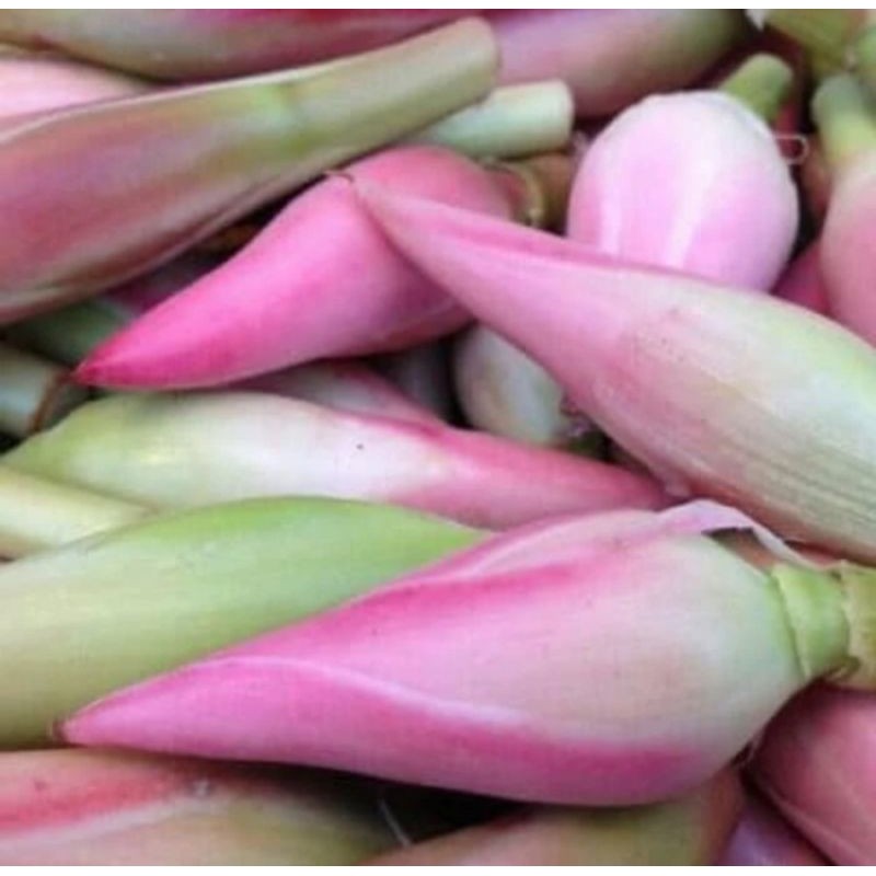 

Ready bunga Kecombrang 250gr segar Combrang Rombeh honje fress Herbal COD