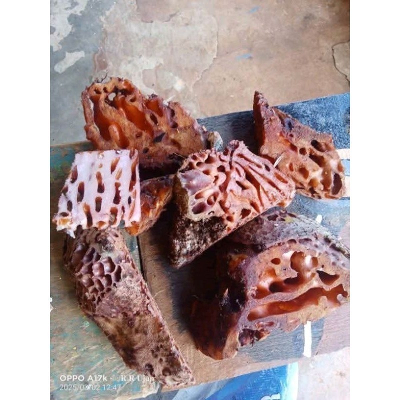 

sarang semut papua segar 1kg