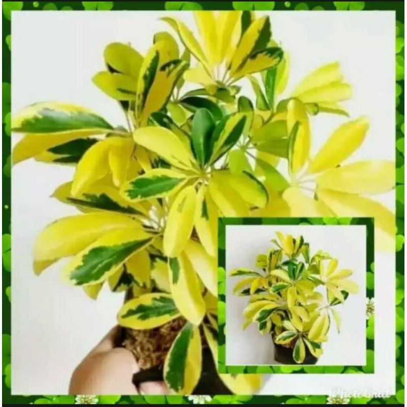 pohon walisongo golden-walisongo varigata