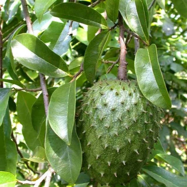 

Daun sirsak segar (100 lembar) pengiriman cepat