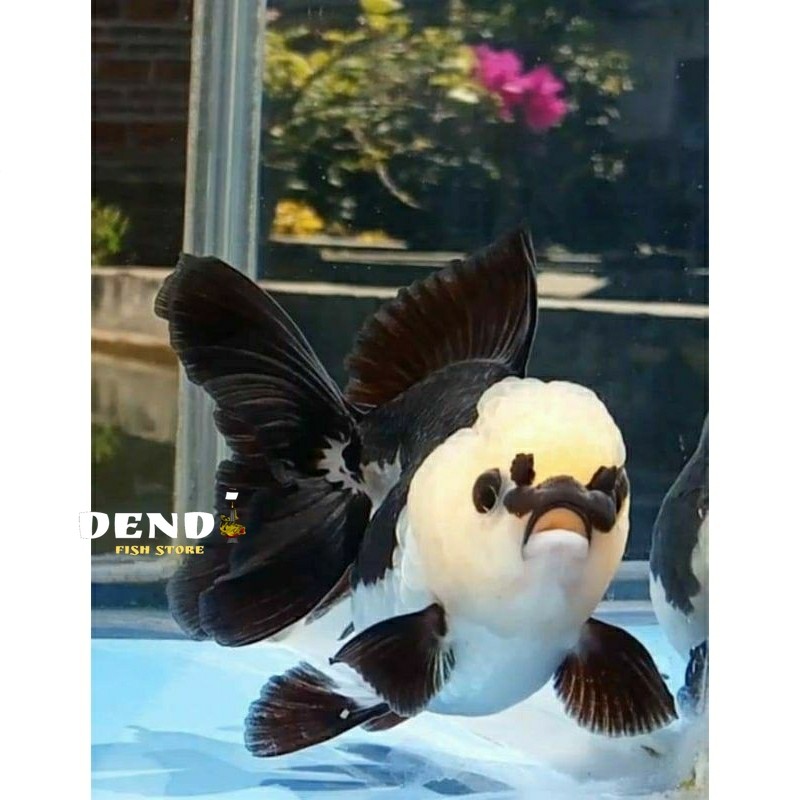 Koki Panda import sz 7-9 cm