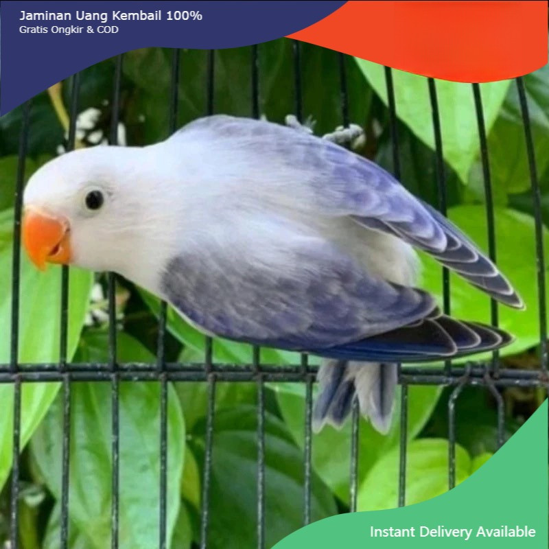 Burung Lovebird Biola Euwing blue love bird
