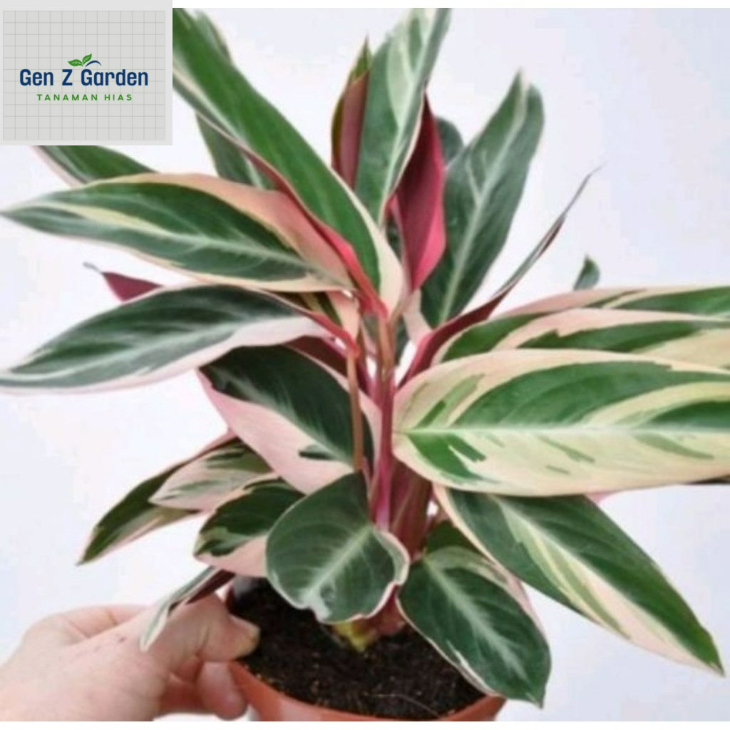 Kalatea/Meranti multicolor/Meranti Bali