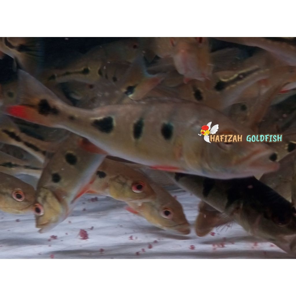 pbass brokopondo 7-9 cm pilihan