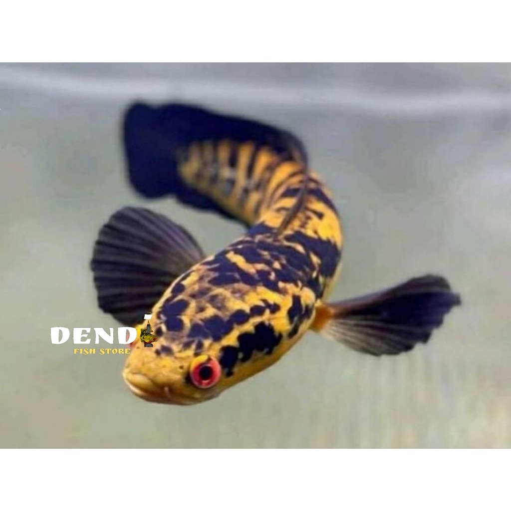 ( Maru YS ) Yellow Sentarum 11-13 CM kuning