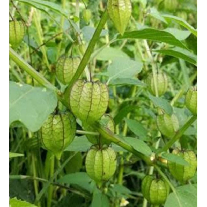 

daun ciplukan segar 250 gr