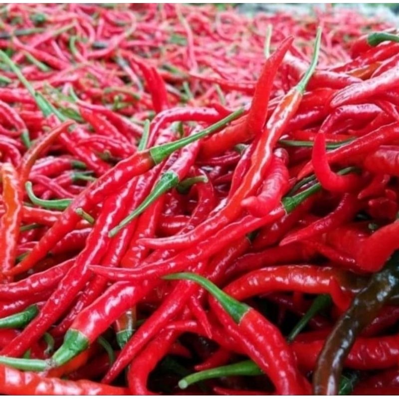 

Paket Cabai merah keriting segar / cabe merah keriting fresh 500gr