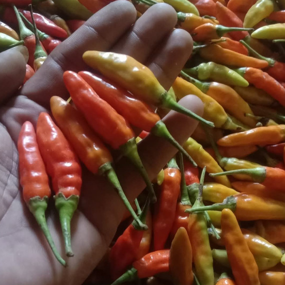 

Cabe rawit merah/cabai rawit merah 500gram