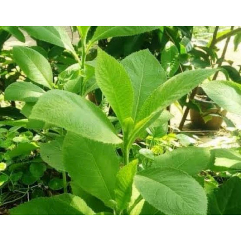 

[RA] Daun sembung segar petik langsung 250 gram-az Khas pangandaran