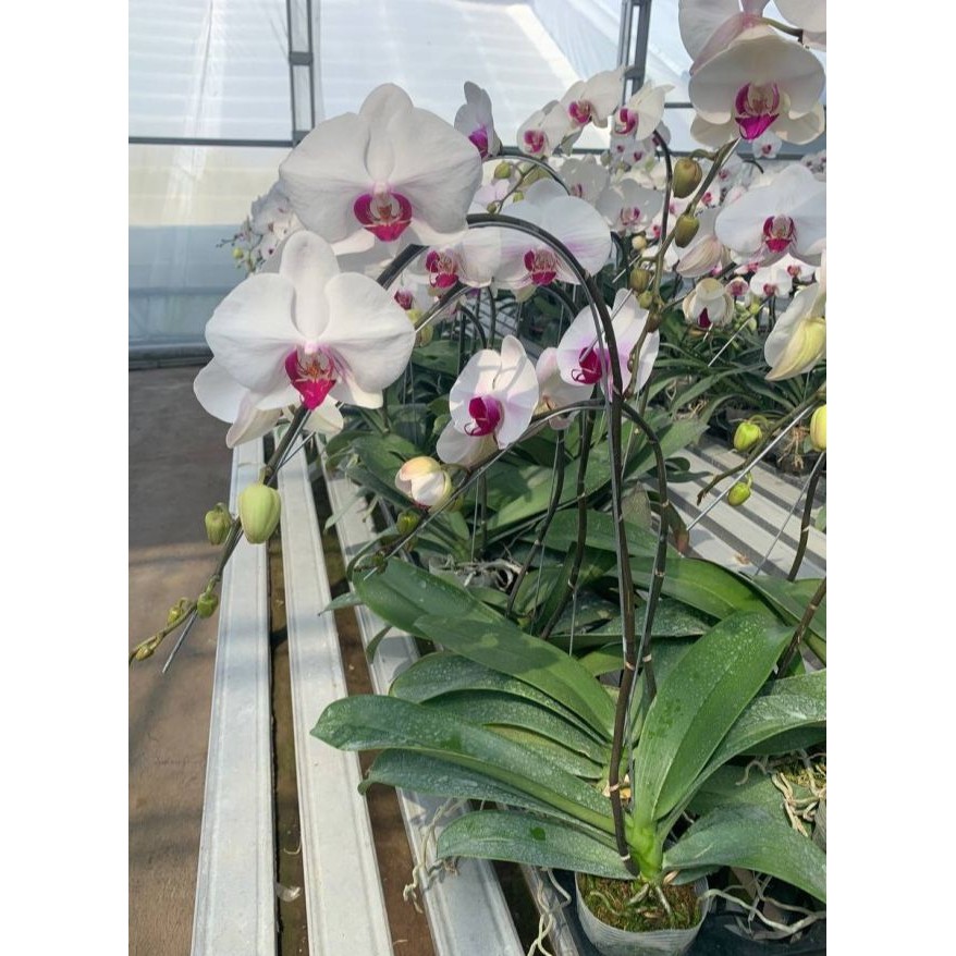 Promo anggrek bulan bunga  dewasa siap berbunga