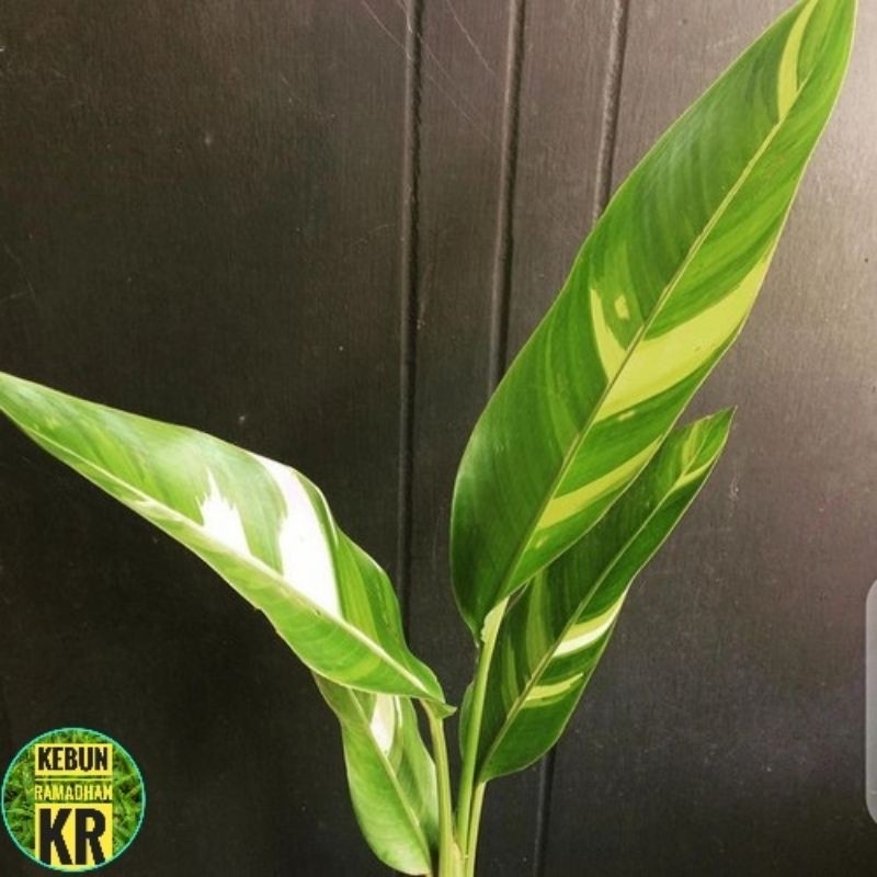 Tanaman HiasBISA COD Pisang Hias Varigata Pisang Hias Berbunga Kuning Pekat