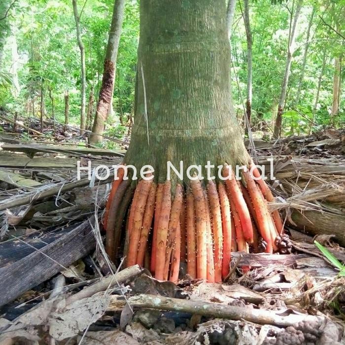 

Akar pohon pinang muda 1kg Herbal akar pinang