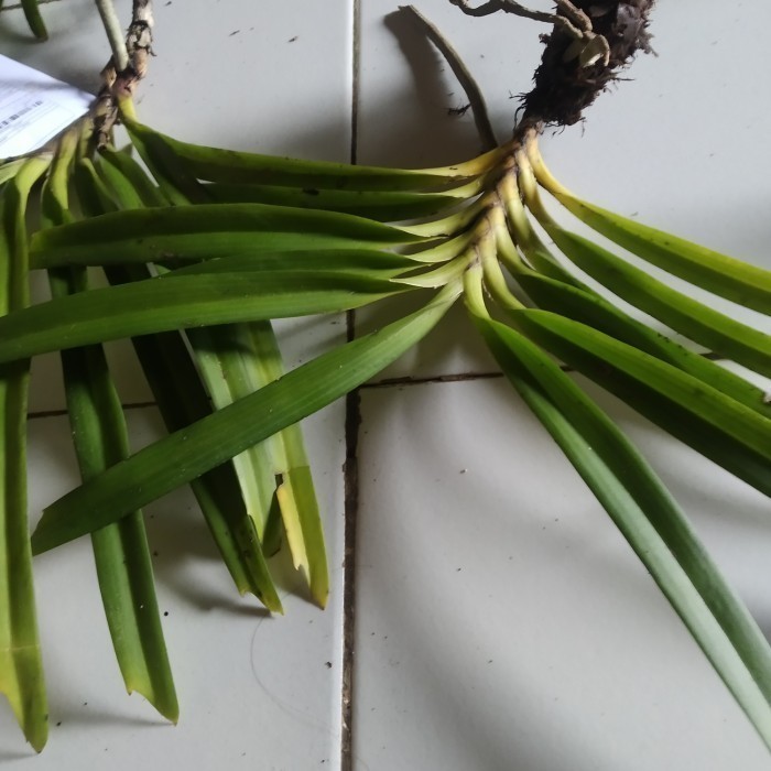 

Ready stok New paket 15 retusa/ ekor tupai ukuran dewasa sesuai di foto jumbo