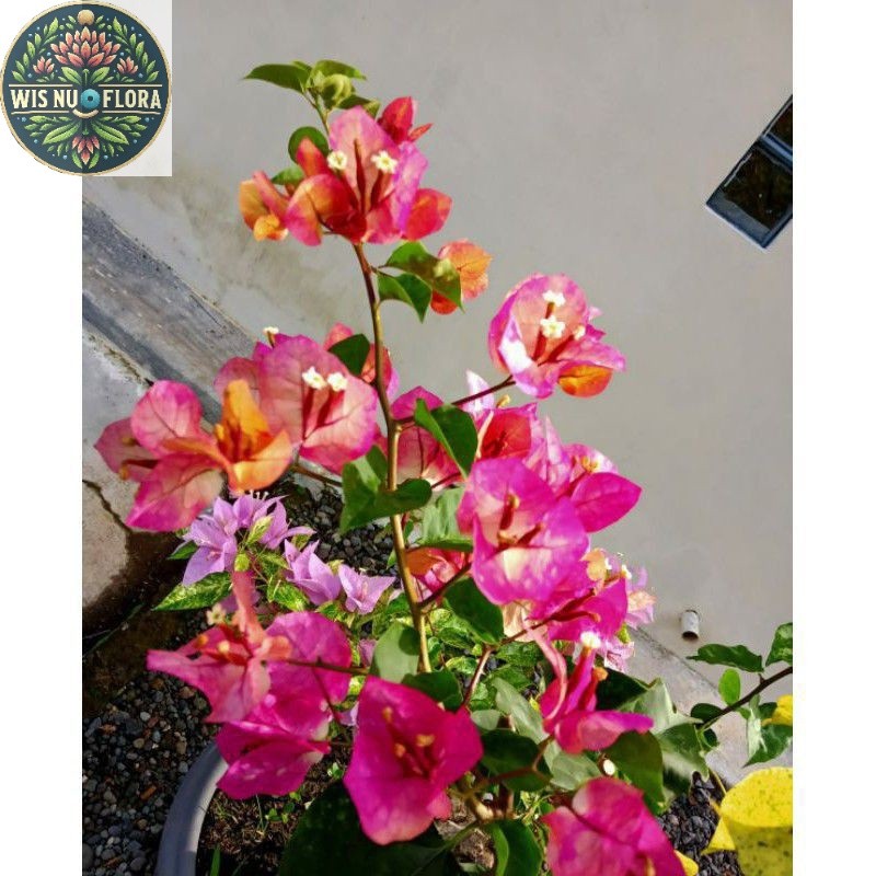 TANAMAN HIAS BUGENVIL BUNGA KERTAS//CITRA INDIAN/BOUGENVILLE IMPORT/BOUGENVILLE BUNGA KERTAS/BOUGENV