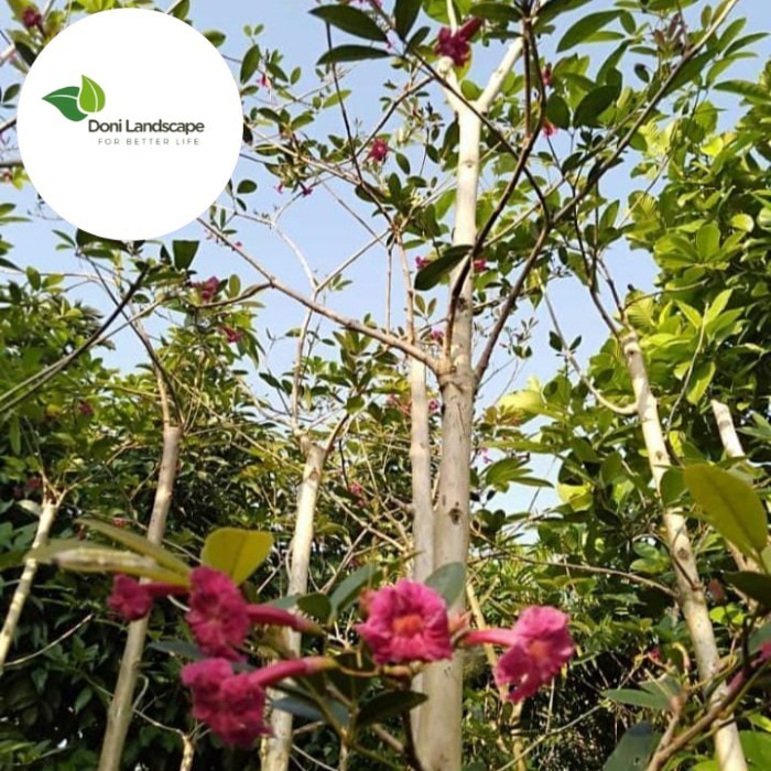 NEW Tanaman Bunga Pohon Tabebuya merah 2 meter promo