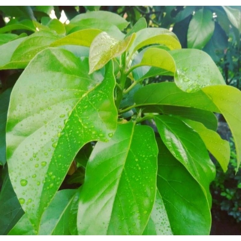 

daun herbal daun alpukat fresh 100 lembar