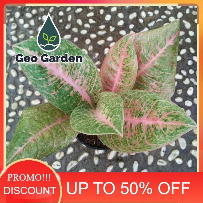 bibit tanaman hias aglonema Harley Quinn - aglonema HarleyQuinn