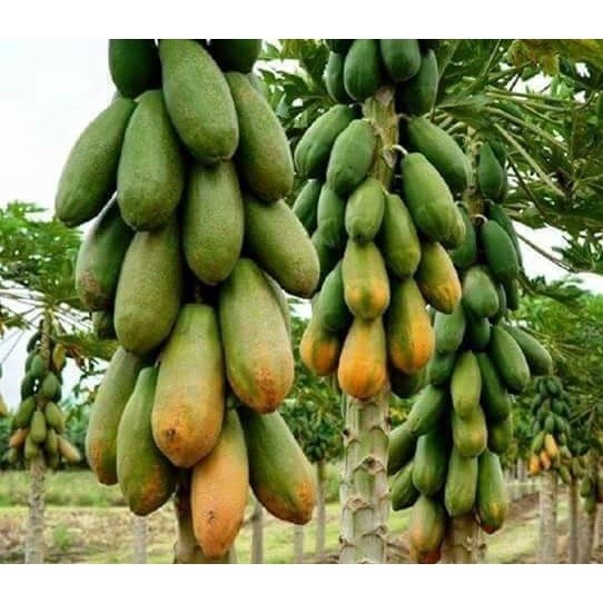 Bibit Pepaya California siap tanam