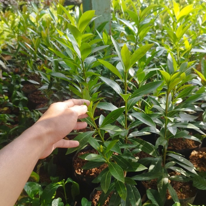 pohon santos lemon - tanaman bunga Santos lemon