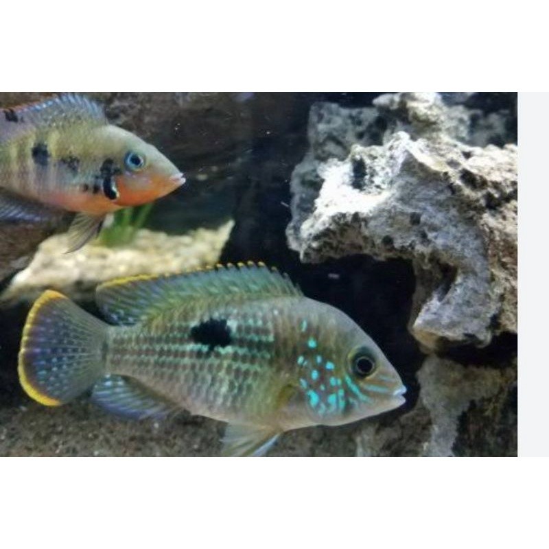 hiasan akuarium green terror golsom cichlid