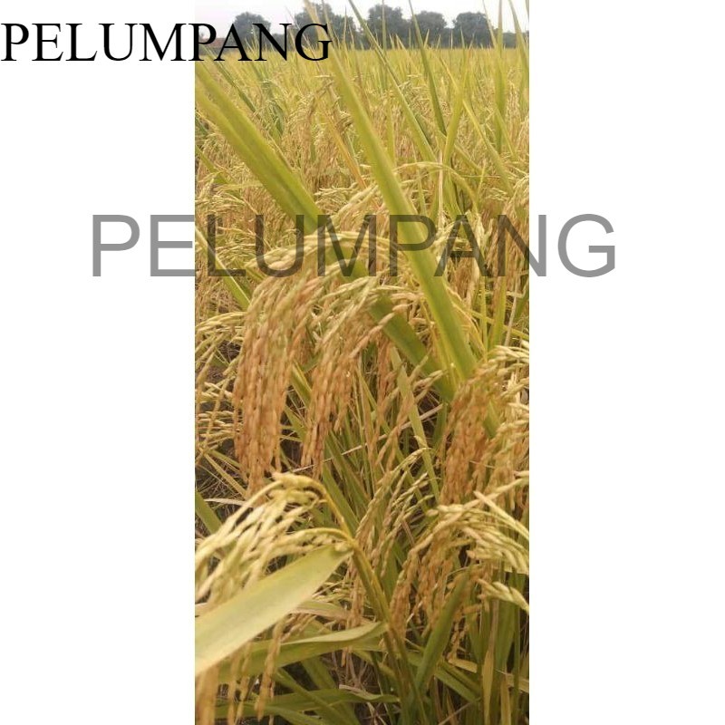 PADI DAN BENIH PADI benih padi denok super kemasan 1kg