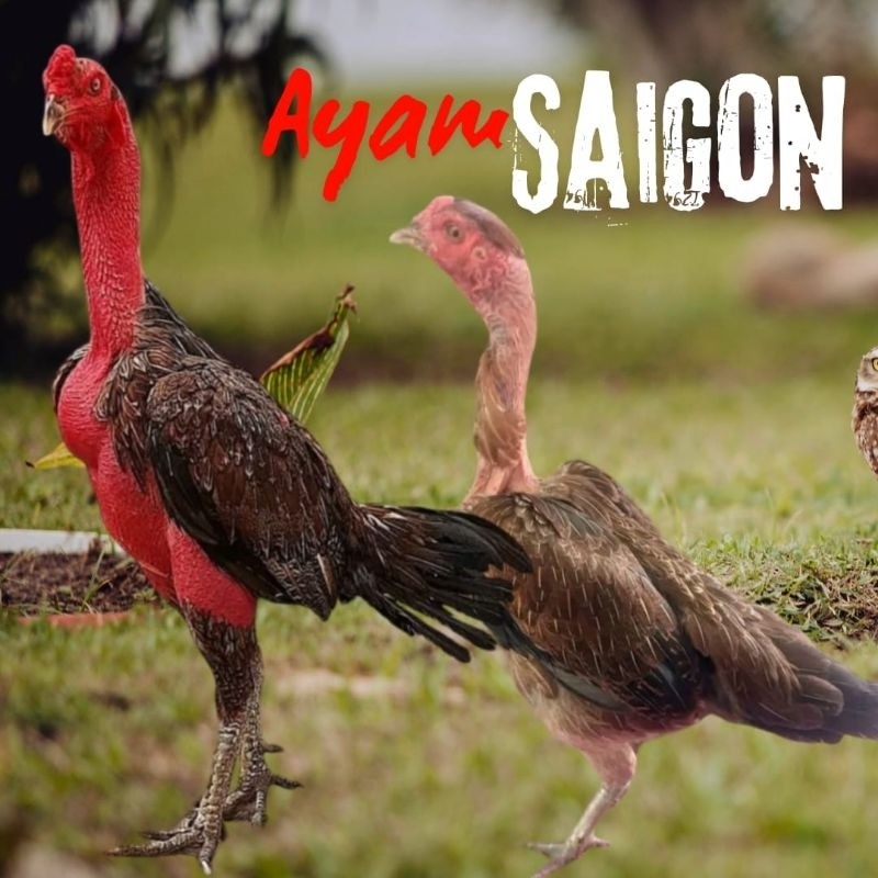 

telur ayam saigon original petarung bisa untuk di tetaskan