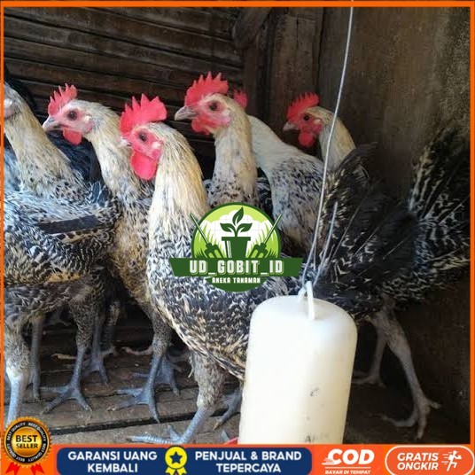 

Telur ayam arab siap ditetaskan - AYAM ARAB UD_GOBIT_ID