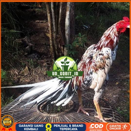 

Telur ayam bangkok ekor lidi / telur ayam hias fertil siap tetas UD_GOBIT_ID