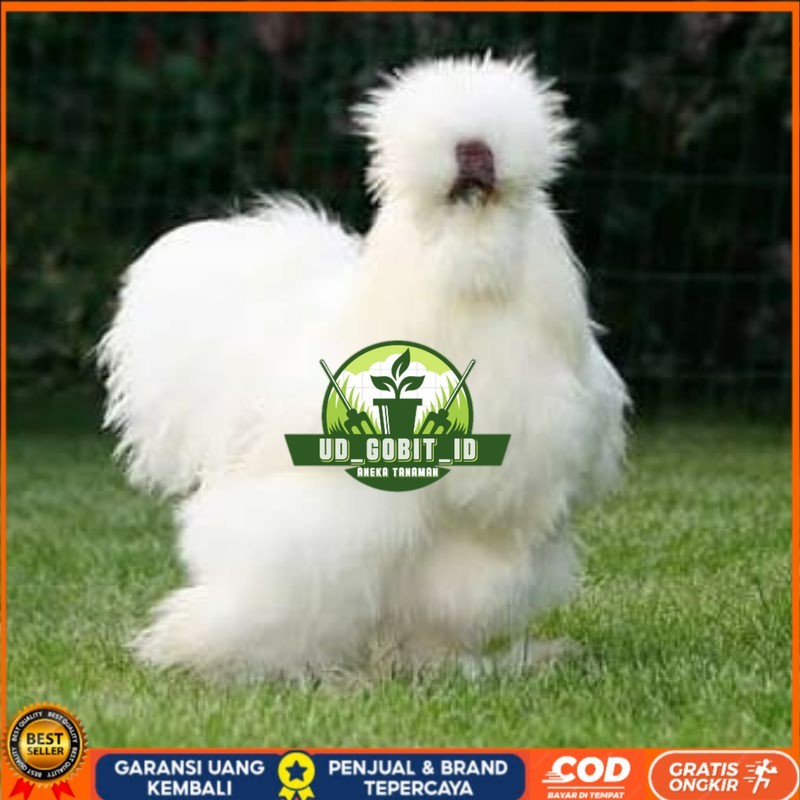

TELUR AYAM HIAS SILKIE UNTUK DI TETASKAN UD_GOBIT_ID
