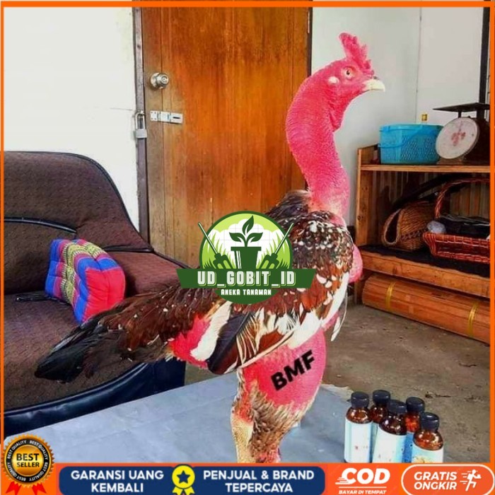 

telur ayam petarung saigon fertil siap ditetaskan - ayam saigon UD_GOBIT_ID