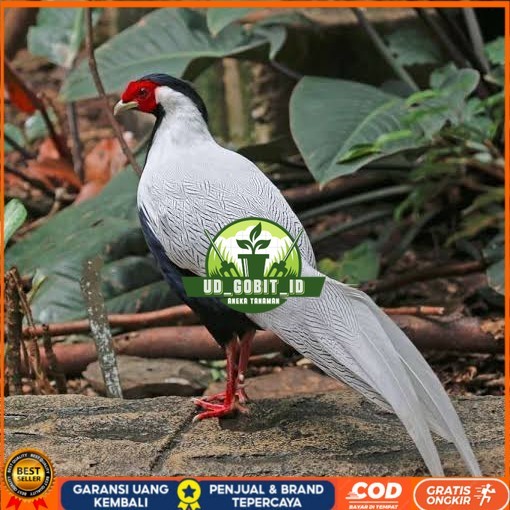 

Telur ayam hias ringneck silver pheasant fertil untuk ditetaskan UD_GOBIT_ID