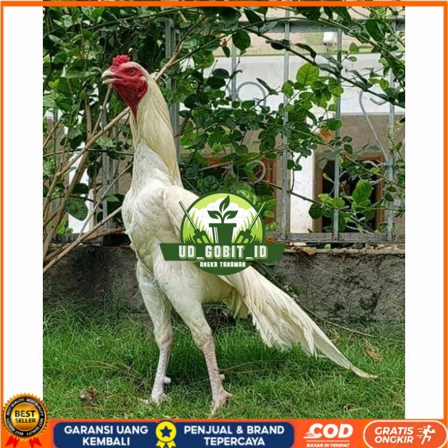 

Telur ayam hias putih nasional bangkok putih fertil siap tetas - ayam nasional UD_GOBIT_ID