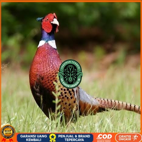 

Telur ayam ringneck pheasant green / telur ayam hias fertil siap tetas UD_SUPER_UNGGUL_ID