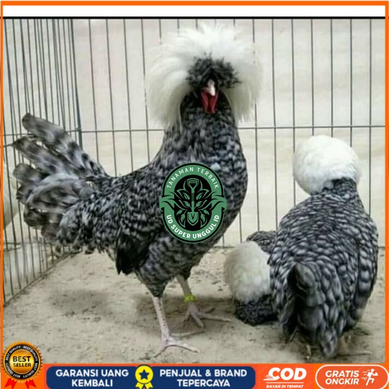 

TELUR AYAM HIAS POLAND BULU WALIK / BULU ORI untuk di tetaskan UD_SUPER_UNGGUL_ID