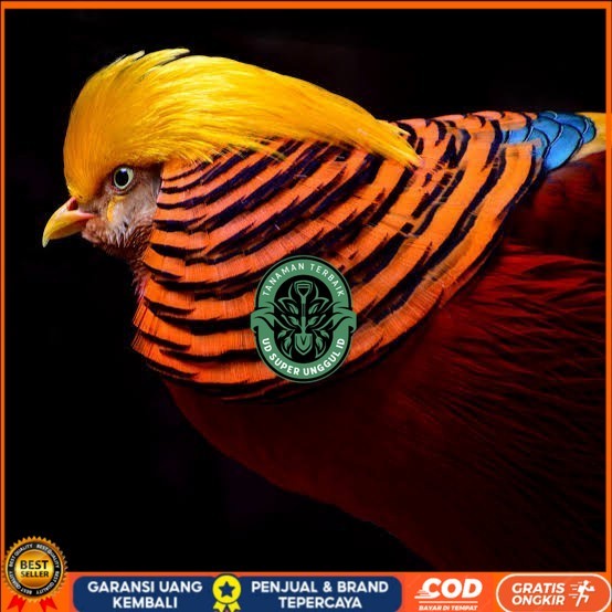

Telur ayam ringneck golden pheasant telur ayam hias fertil siap kirim UD_SUPER_UNGGUL_ID