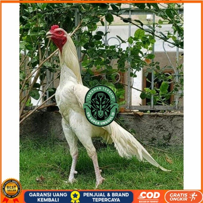 Telur ayam hias putih nasional bangkok putih fertil siap tetas - ayam nasional UD_SUPER_UNGGUL_ID