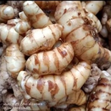 

kunyit putih segar alami . obat herbal .1000 gram