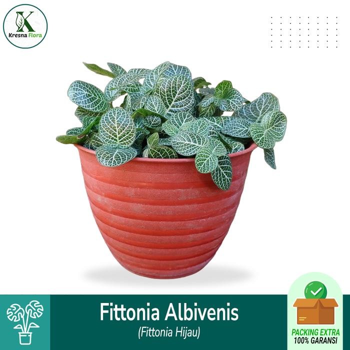 Fittonia Hijau - Tanaman Paludarium/Terarium
