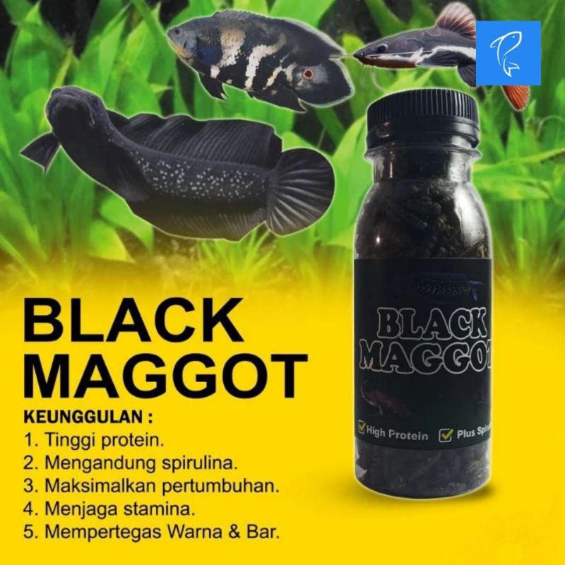 maggot pakan Channa asiatica black maggot pakan ikan Oscar Chana